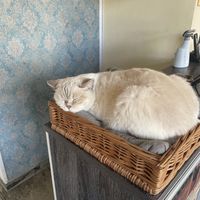 Fur Friends  at Katzentempel - Leipzig Ost in Leipzig