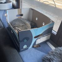 Fur Friends  at Katzentempel - Leipzig Ost in Leipzig