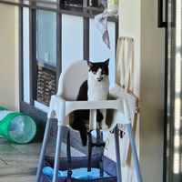Oreo at Katzentempel - Leipzig Ost in Leipzig