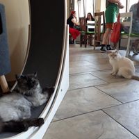 Cats are chilling at Katzentempel - Leipzig Ost in Leipzig