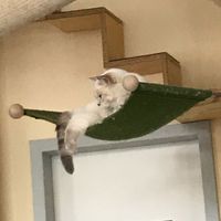 Cats have many climbing things. at Katzentempel - Leipzig Ost in Leipzig