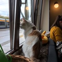 Windows are also cats' big favourite at Katzentempel - Leipzig Ost in Leipzig
