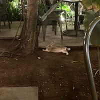  they have a pat-able house rabbit💗 at Loving Earth Cafe in Fort Kochi