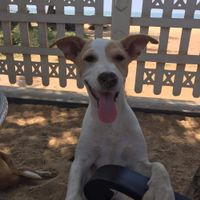 Friendly pup made this already great place even better! at The Container Beach Restaurant in Negombo