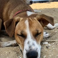 Cute, resident dogs! at The Container Beach Restaurant in Negombo