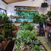 Interior - plants for sale at The Organic Press in Toronto