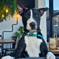  at Jay's Brunch Caffe in Parede