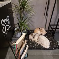 It's dog-friendly at Roswell & Soup Culture in Poznan