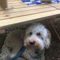 Teddy enjoyed too ❤️ at Cafetería Tambien in Puebla