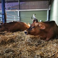  at Animaux en Péril in Isieres