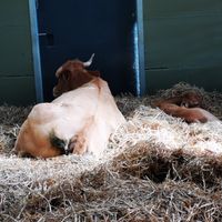  at Animaux en Péril in Isieres