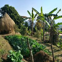 Fresh fruits at Mountain View Eco Farm in Lekhnath