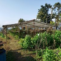 Fresh veggies at Mountain View Eco Farm in Lekhnath
