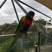 Friendly locals  at Inner Light Tea Rooms in Nelson Bay