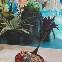   at Peace & Bowl in Playa Del Carmen