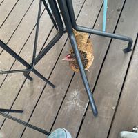 Roaming chicken  at Moondog in Key West