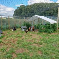 De haantjes 🐓🐓 at Forrest and Friends in Kaggevinne