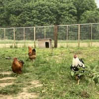   at Forrest and Friends in Kaggevinne