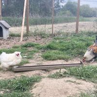   at Forrest and Friends in Kaggevinne