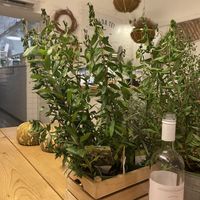   at Aromaticus in Rome