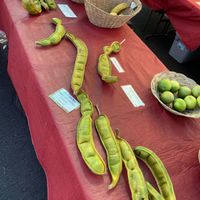 Ice cream beans at Keauhou Farmer's Market in Kailua Kona