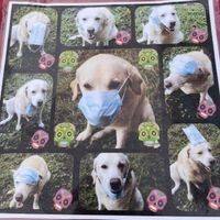 Cute dog!  at Keauhou Farmer's Market in Kailua Kona