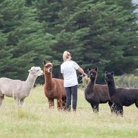 The Alpacas are beautiful  at Vegan For A Day Tours in Melbourne