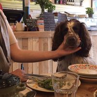 Dougal loved his visit as much as we did! at Cafe Kombucha in Elgin