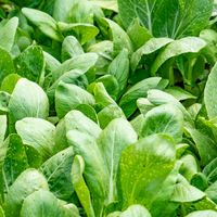 The greens that grow in the garden are used directly in the smoothies...YUM! at Cooper's Specialty Kitchen in Ao Nang