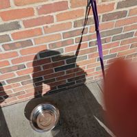 You can hang your dog up outside. at Heinen's Grocery Store in Chagrin Falls