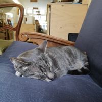 Pablo (neighbour's cat) at Little Plant Pantry in Amsterdam