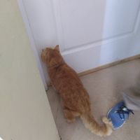 Cute cat at Little Plant Pantry in Amsterdam