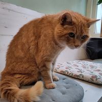 The sweet cat at Little Plant Pantry in Amsterdam