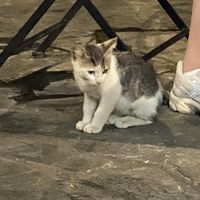 gattini che ci facevano compagnia   at Oda's Garden in Tirana