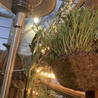 Beautiful ambience in the hidden back patio  at Thai Delight in San Luis Obispo