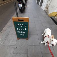 Dog friendly at Gallo Santo in Barcelona