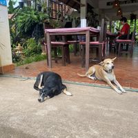   at The Garden in Koh Lanta