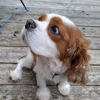 Doudou at La Beuratte in Cornimont