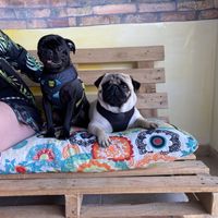 aceita pet  at Comedoria in Bombinhas