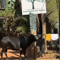   at Vegan Casa in Patnem