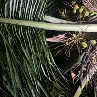 Our seat right next to coconuts, no need to zoom here.  😀  at Vegan Casa in Patnem
