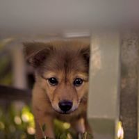 Jackie the house pup at Nourish in Hoi An