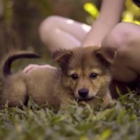 Jackie the house pup at Nourish in Hoi An