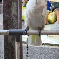 Three Cockatoo was listless and depressed. Chained by the leg out of reach of water, food and the tree above. Horrific at Cafe Vida in Canggu