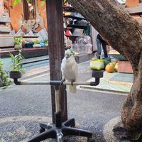  at Cafe Vida in Canggu