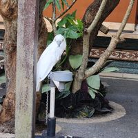  at Cafe Vida in Canggu