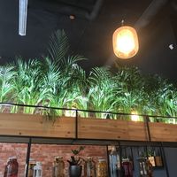 and more plants! at Falla in Wroclaw