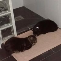 Kiera and Willow at Lounges - Marciano Lounge in Woking