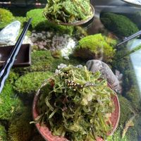 wakame salad at Secret Garden in Berlin