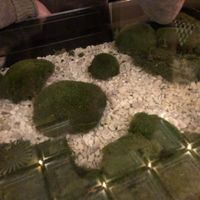   at Secret Garden in Berlin